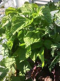 Gefüllte Shiso-Blätter