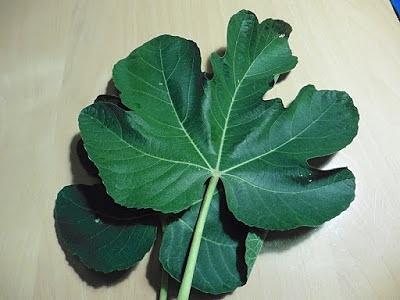 Feigenblattöl