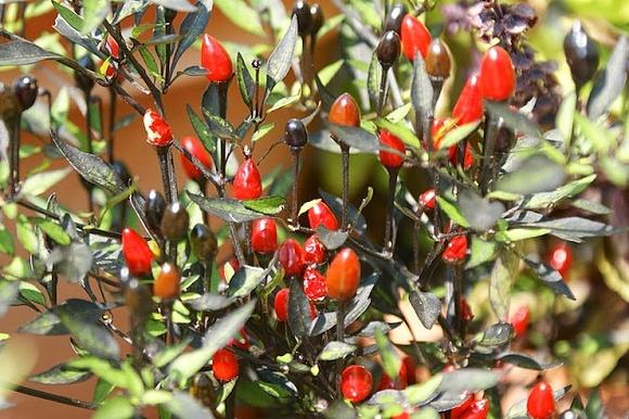 Schwarze Piri Piri