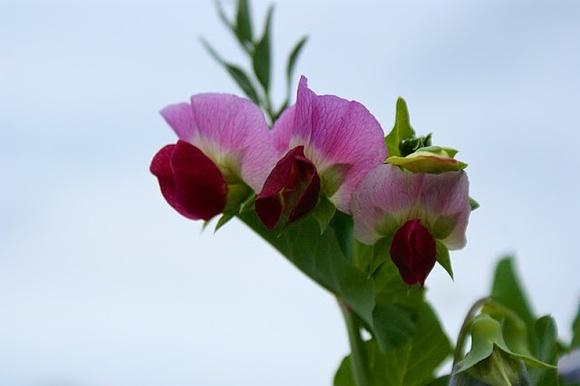 Erbsenblüte