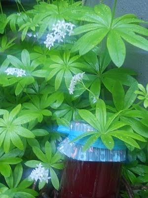 Erdbeer-Prosecco-Marmelade mit Waldmeister