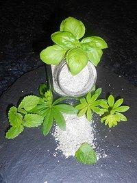 Waldmeister ~ Basilikum ~ Limetten ~ Minzzucker