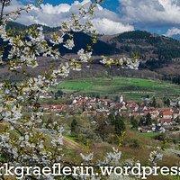 Markgräflerland: impressionen von der kirschblüte im eggenertal – 13. april 2018.
