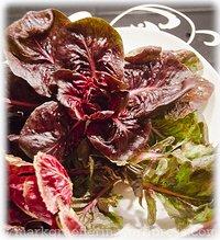 Adventskalender 2014 – nr. 22: cicorino rosso, ein edel-bitteres blattgemüse.