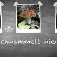 Schnelle Pilz-Rezepte