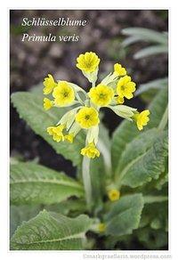 Aus meinem garten: märz – frühlingsboten