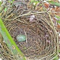 Neues aus meinem Garten: Ausgeflogen