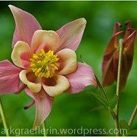 Aus meinem garten: mai – die akelei