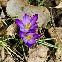 Aus meinem garten – märz: erste krokusse und eine biene