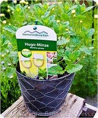 Hugo-Minze