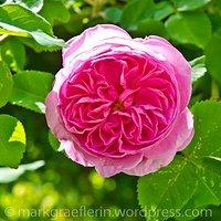 Endlich! – die rosenblüte beginnt