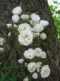 Aus meinem garten: noch mehr rosen