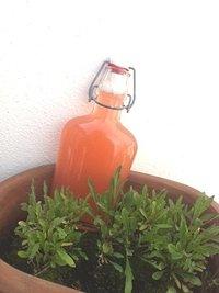 Sonne in der flasche: rhabarber-sirup mit ingwer