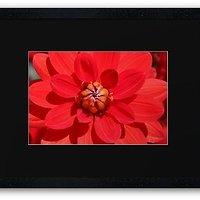 1 flower a day: deep red dahlia passion