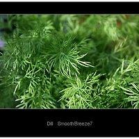 Aus der sommerfrische – herbal collection: dill