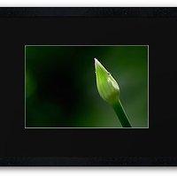 Allium tuberosum