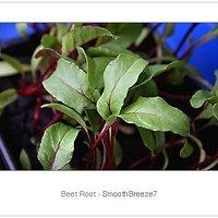 Aus der sommerfrische – herbal collection: rote rüben