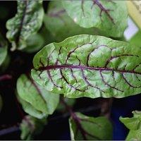 Aus der sommerfrische – herbal collection: blutampfer