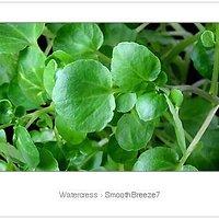 Aus der sommerfrische – herbal collection: watercress alias brunnenkresse
