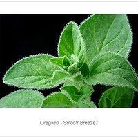 Aus der sommerfrische – herbal collection: oregano