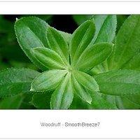 Aus der sommerfrische – herbal collection: woodruff alias waldmeister