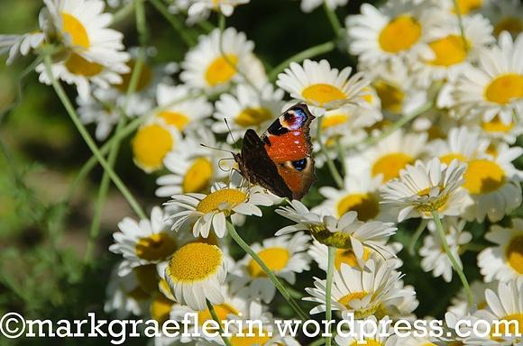 Mein bild des tages – tagpfauenauge im garten im juli