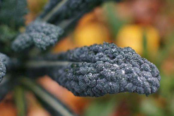 Cavolo nero der toskansiche schwarzkohl