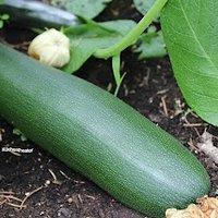 Kartoffel-Zucchini-Auflauf mit Mett und Käse-Béchamel