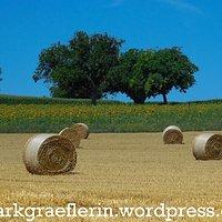 Nordic walking sonntagsrunde – felder und reben