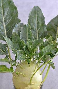Eine Ode an den Kohlrabi!