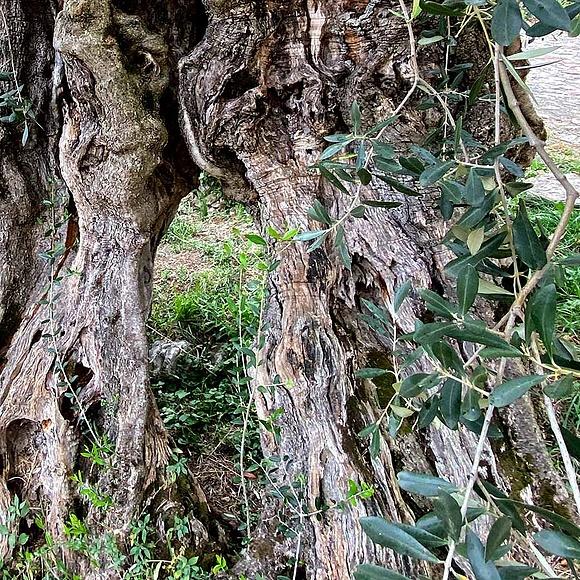 Von der olive zum öl – olivenernte in der region garda trentino