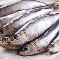Kleine Fische: Sardinen und Sardellen im Vergleich