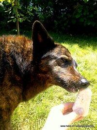 Hunde-Eis