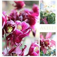 Dreierlei Akelei * three Columbine