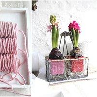 Hyazinthen & .... Hyacinth &.