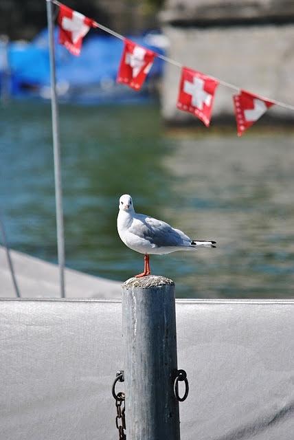 Möwen am Zürichsee