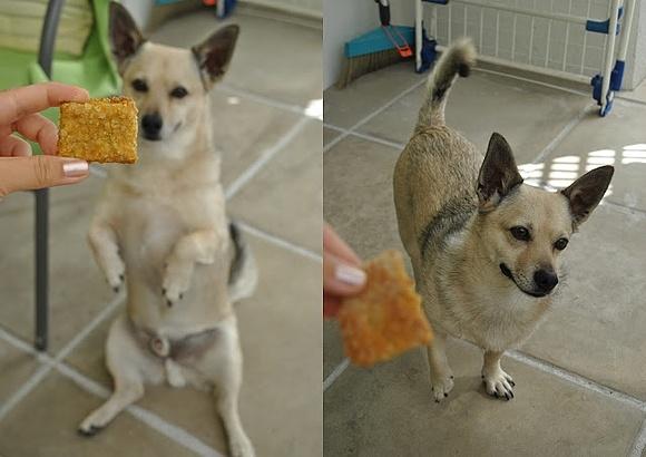 Hundesnacks Bananenbiskuits