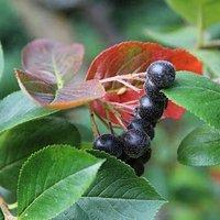 Aronia-Aprikosen-Fruchtaufstrich