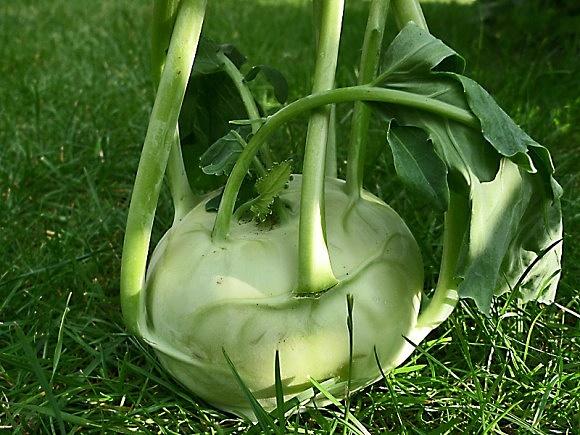 Kohlrabi-Carpaccio mit Parmaschinken