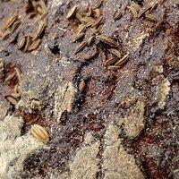 Butterbrot vom Aussterben bedroht
