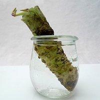 Wasabi – frisch und am Küchenfenster