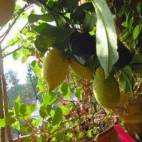 Citruspflanzen