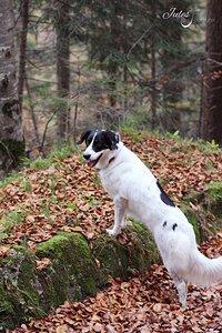 Hundefotos Luna {Gastbeitrag Jules Photography}