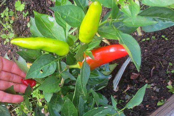 Piccante Chili-Knoblauch Würzöl