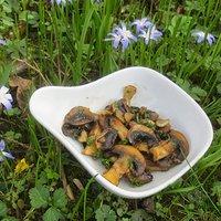 Champigons in Weißweinsauce