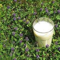 Mango-Lassi eisig