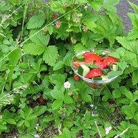 Nachgemacht: Erdbeer-Gurken-Salat