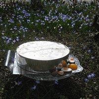 Aprikosen-Quark-Torte