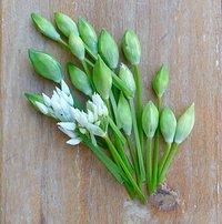 Bärlauch-Blütenknospen, schmecken scharf und herrlich frisch