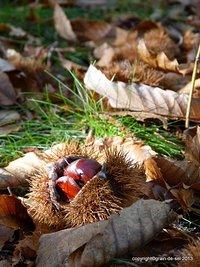 Weihnachtsdessert à la français: verrines aux marrons et au chocolat